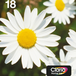 EPSON EasyMail MP Daisy-Claria Home N C M J