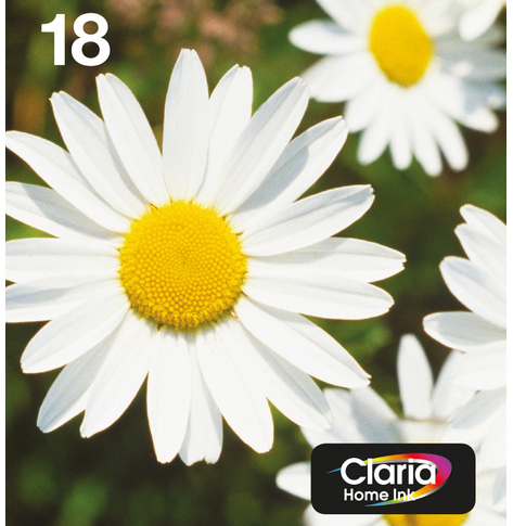 EPSON EasyMail MP Daisy-Claria Home N C M J