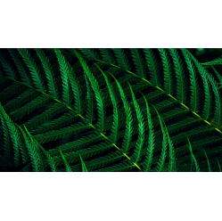 Philips Monitor 23.8 cala 24B2G5200 IPS 100Hz HDMI DP Pivot Głośniki